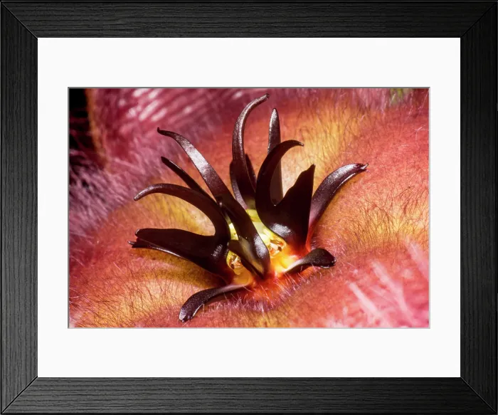 Framed Print : Carrion flower (Stapelia hirsuta) Framed Print : Carrion flower (Stapelia hirsuta)