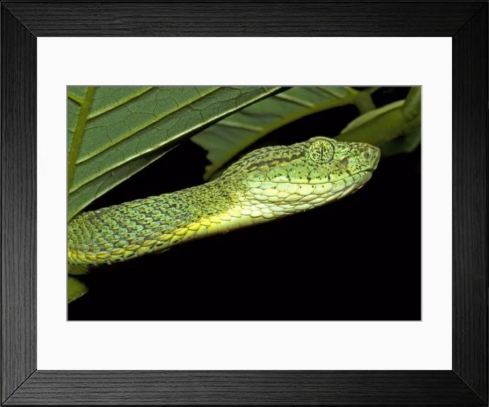 Framed Print : Two Striped Forest Pit Viper Framed Print : Two Striped Forest Pit Viper