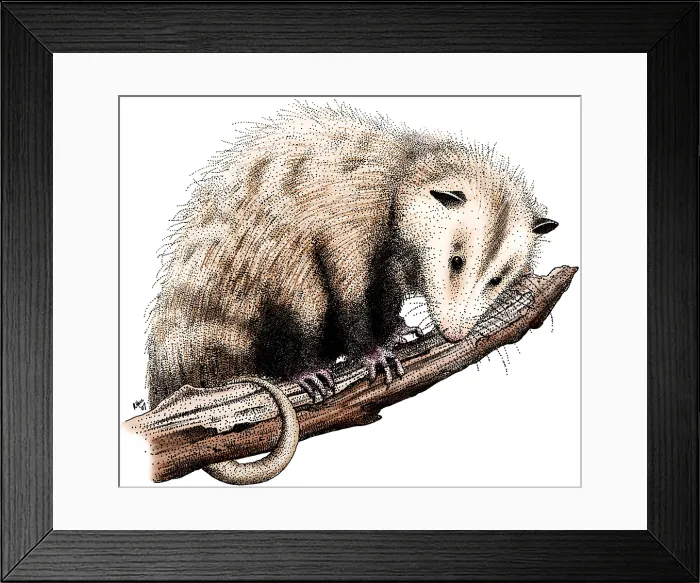 Framed Print : Virginia Opossum Framed Print : Virginia Opossum