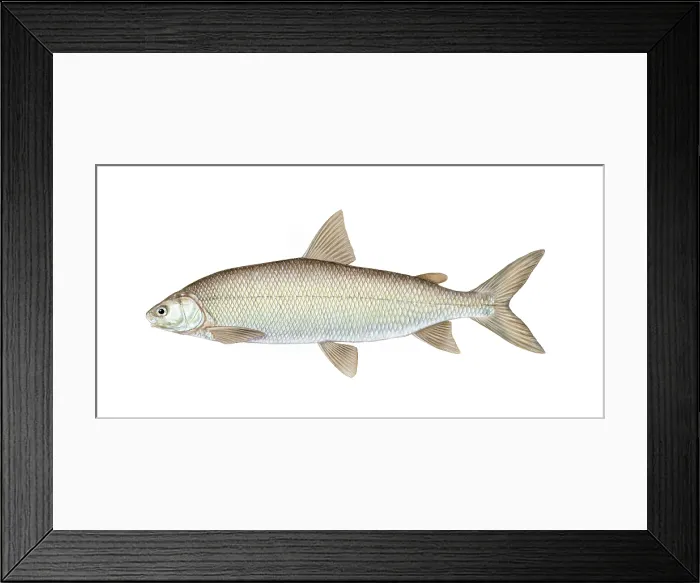 Framed Print : Lake Whitefish Framed Print : Lake Whitefish