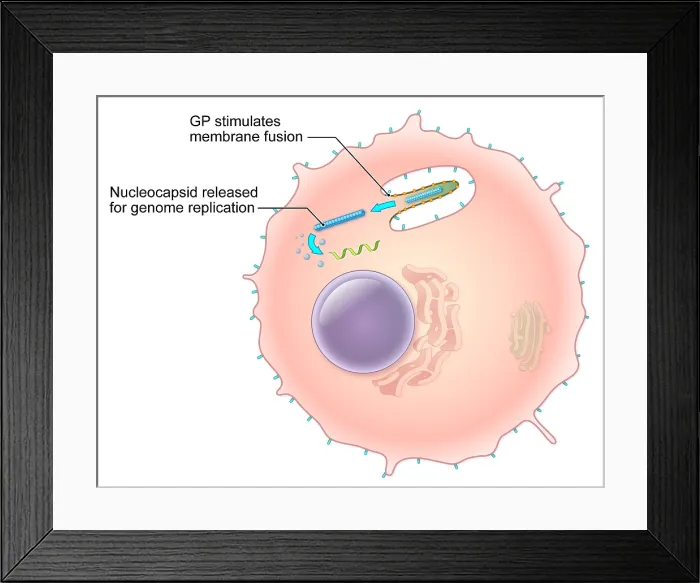 Framed Print : Ebola Virus Replication (3 of 5) Framed Print : Ebola Virus Replication (3 of 5)