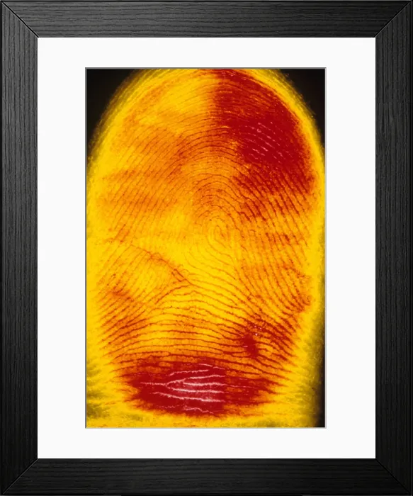 Framed Print : Human Fingerprint Framed Print : Human Fingerprint