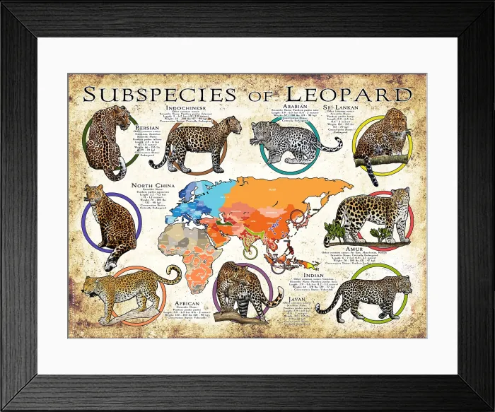 Framed Print : Subspecies of Leopard Framed Print : Subspecies of Leopard