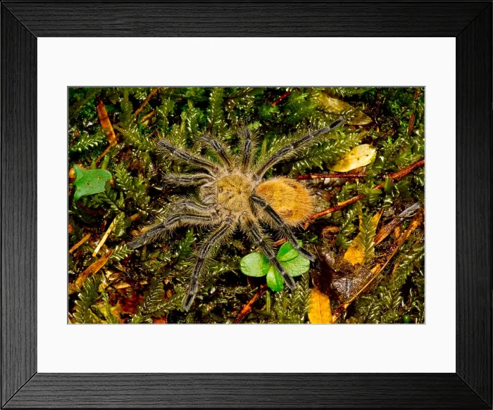 Framed Print : Chilean Tarantula Framed Print : Chilean Tarantula