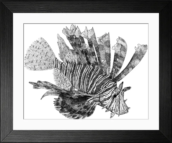 Framed Print : Red Lionfish Framed Print : Red Lionfish