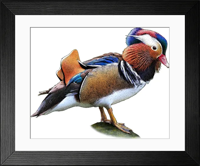 Framed Print : Mandarin Duck Framed Print : Mandarin Duck