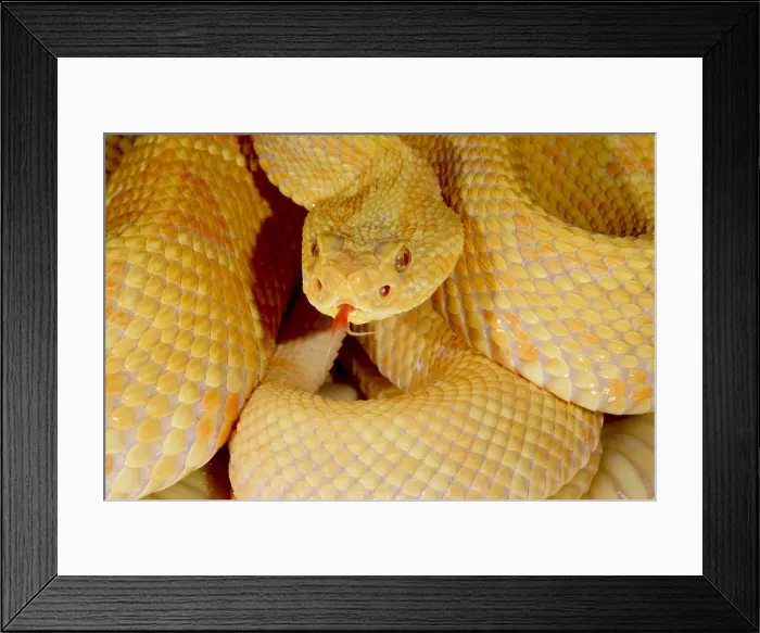 Framed Print : Albino Brazilian Rattlesnake Framed Print : Albino Brazilian Rattlesnake