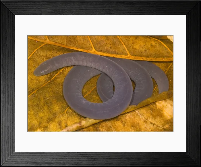 Framed Print : Rio Cauca Caecilian