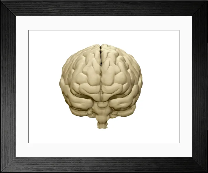Framed Print : Brain, Frontal View, Illustration Framed Print : Brain, Frontal View, Illustration