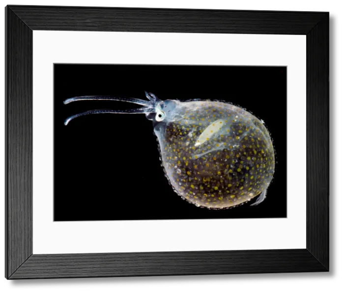 Framed Print : Cockatoo Squid Framed Print : Cockatoo Squid