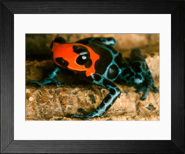 Framed Print : Poison Frog Framed Print : Poison Frog