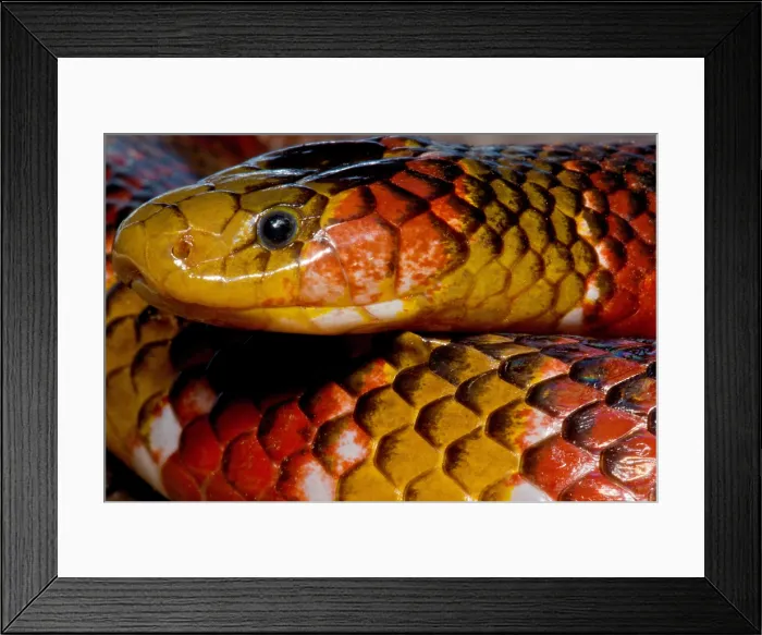 Framed Print : Langsdorf's Coralsnake Framed Print : Langsdorf's Coralsnake