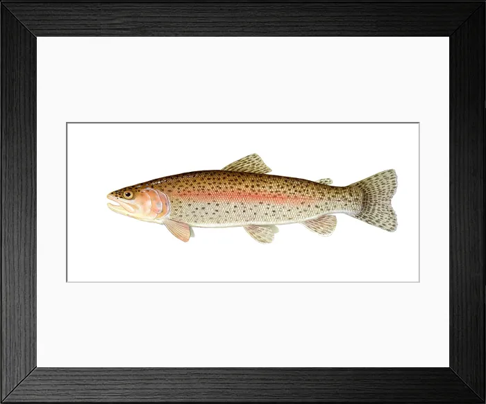 Framed Print : Rainbow Trout Framed Print : Rainbow Trout
