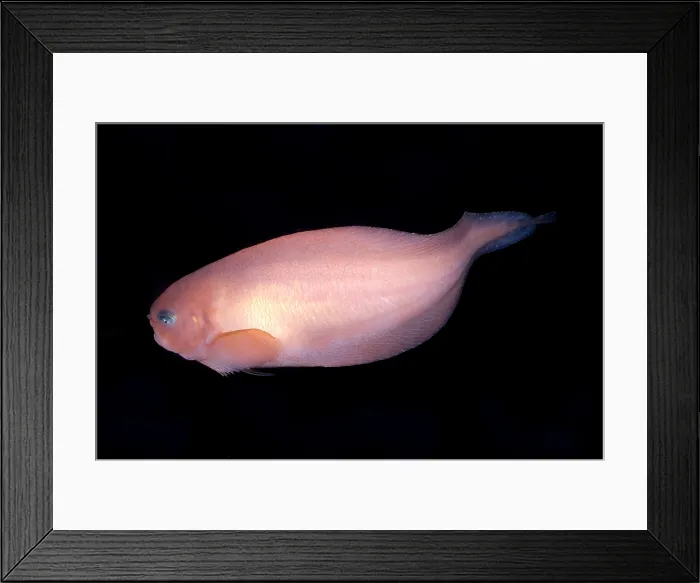 Framed Print : Pink-Bearded Snailfish Framed Print : Pink-Bearded Snailfish