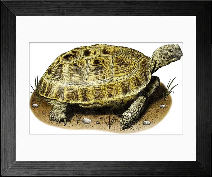 Framed Print : Russian Tortoise Framed Print : Russian Tortoise