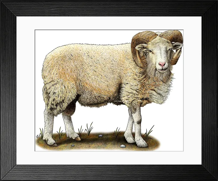 Framed Print : Cotswold Sheep Framed Print : Cotswold Sheep