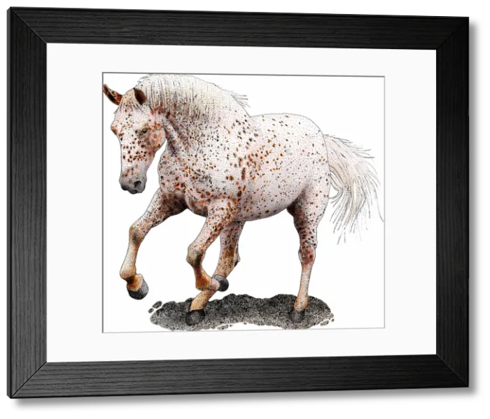 Framed Print : Appaloosa horse Framed Print : Appaloosa horse