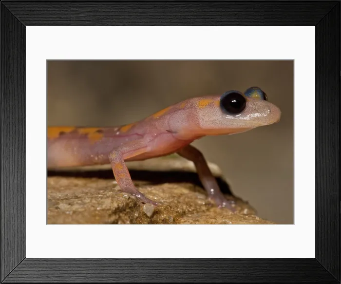 Framed Print : Cave Salamander, Eurycea lucifuga