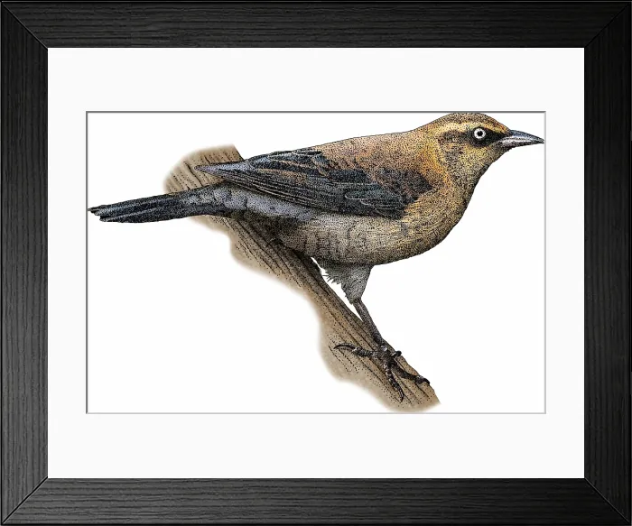 Framed Print : Rusty Blackbird Framed Print : Rusty Blackbird