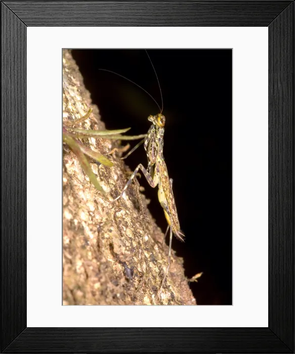 Framed Print : Bark Mantid Framed Print : Bark Mantid
