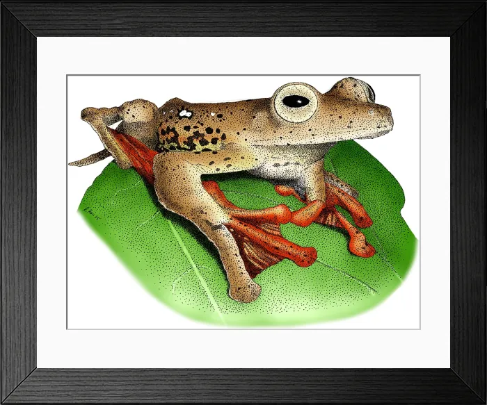Framed Print : Borneo Red Flying Frog Framed Print : Borneo Red Flying Frog