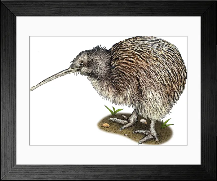 Framed Print : Southern Brown Kiwi, Illustration