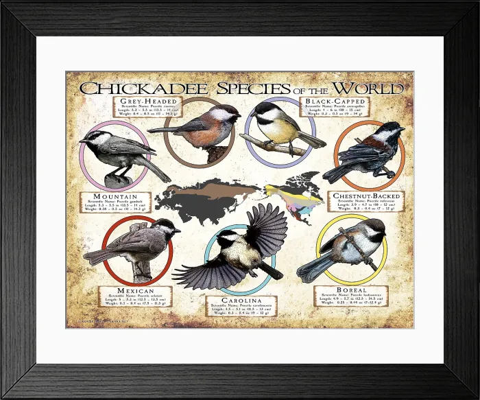 Framed Print : Chickadee Species of the World Framed Print : Chickadee Species of the World