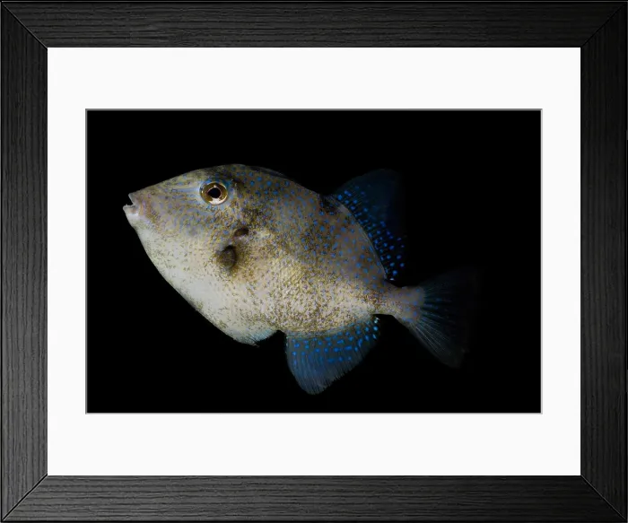 Framed Print : Sargassum Triggerfish Framed Print : Sargassum Triggerfish