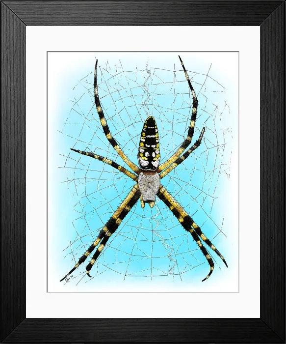Framed Print : Black & Yellow Garden Spider Framed Print : Black & Yellow Garden Spider