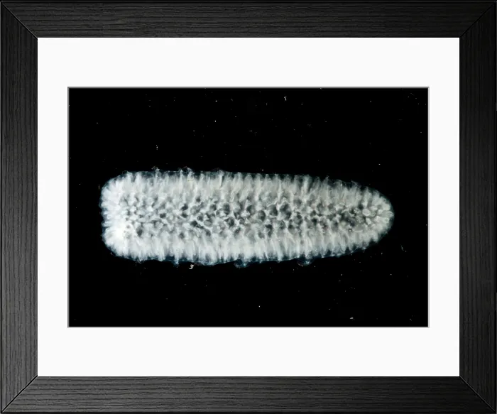 Framed Print : Pyrosomes are colonies of individual animals which are all clones of the original Framed Print : Pyrosomes are colonies of individual animals which are all clones of the original