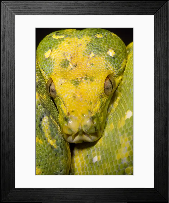 Framed Print : Green Tree Python Framed Print : Green Tree Python