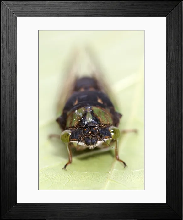 Framed Print : Green Annual Cicada Framed Print : Green Annual Cicada