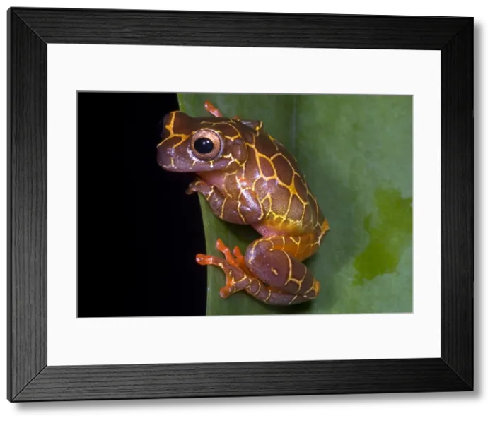 Framed Print : Clown Tree Frog