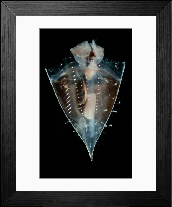 Framed Print : Pteropods are pelagic snails; this is Clio pyramidata, a thecosome Framed Print : Pteropods are pelagic snails; this is Clio pyramidata, a thecosome