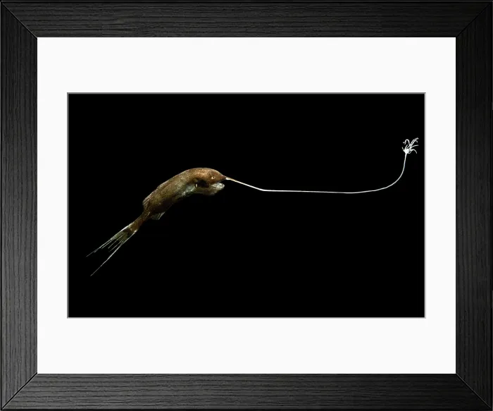 Framed Print : Whipnose Anglerfish (Gigantactis gargantuai) Framed Print : Whipnose Anglerfish (Gigantactis gargantuai)