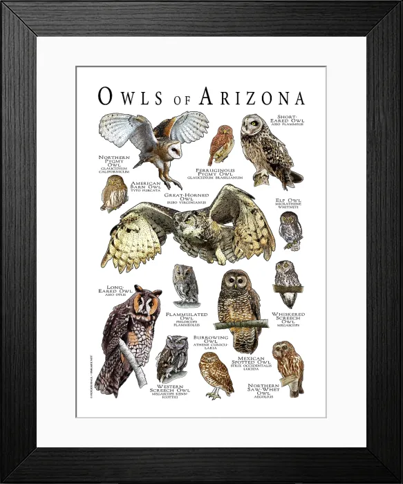 Framed Print : Owls of Arizona Framed Print : Owls of Arizona