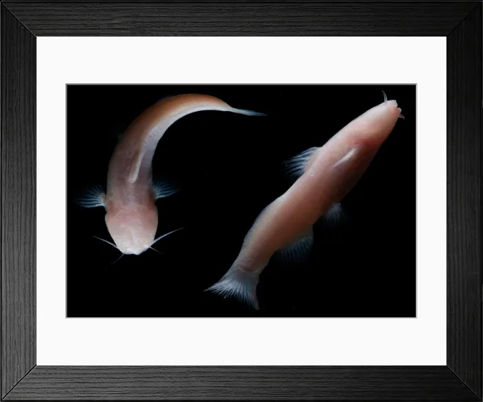 Framed Print : Mexican Blindcats Framed Print : Mexican Blindcats