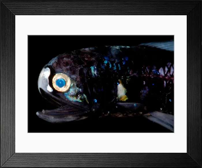 Framed Print : Deep-Sea Lanternfish Framed Print : Deep-Sea Lanternfish