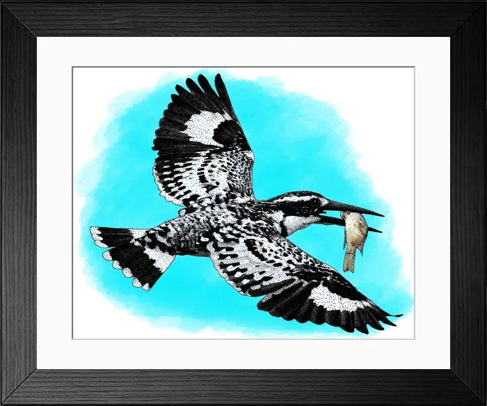 Framed Print : Pied kingfisher