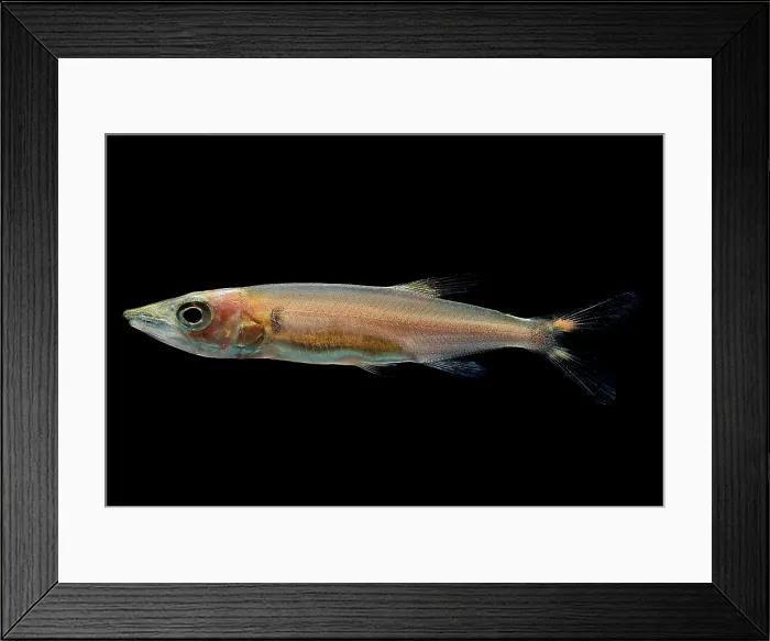 Framed Print : Freshwater Barracuda Framed Print : Freshwater Barracuda