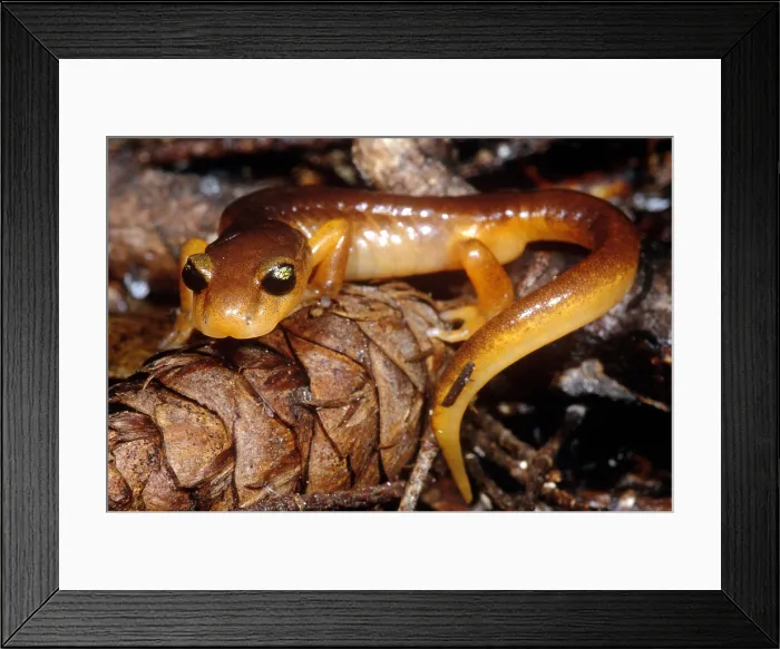 Framed Print : Yellow-eyed Ensatina Framed Print : Yellow-eyed Ensatina