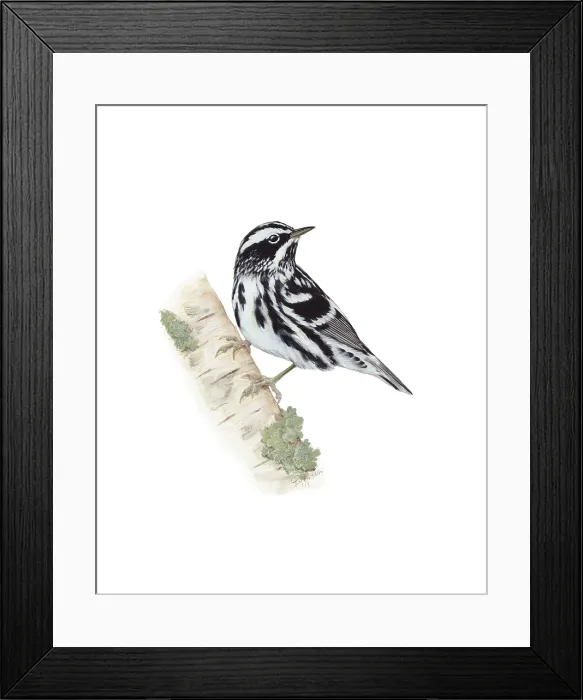 Framed Print : Black and White Warbler (Mniotilta varia) Framed Print : Black and White Warbler (Mniotilta varia)