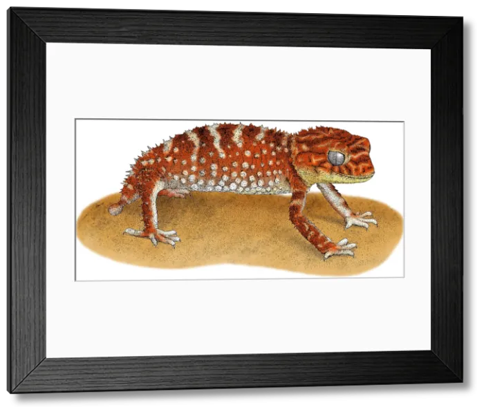 Framed Print : Rough Knob-Tailed Gecko Framed Print : Rough Knob-Tailed Gecko
