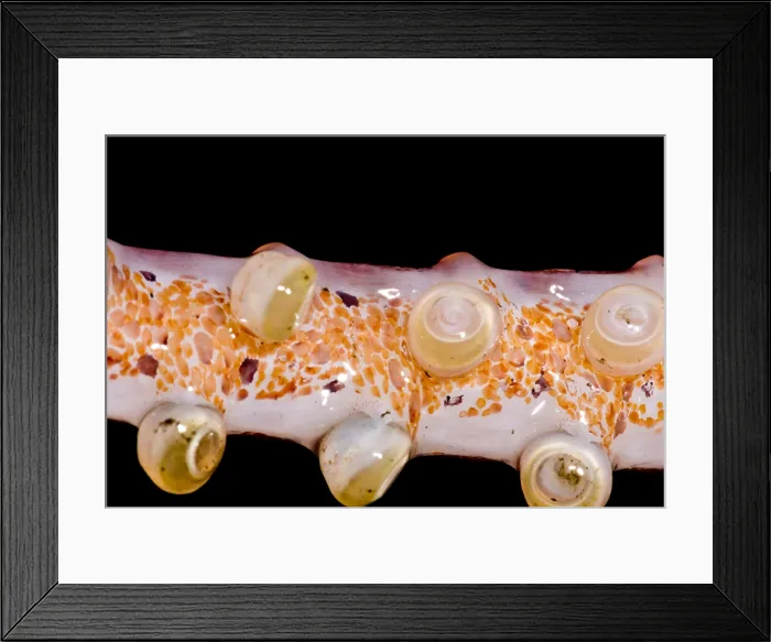 Framed Print : Oceanic squid (Asperoteuthis acanthoderma) Framed Print : Oceanic squid (Asperoteuthis acanthoderma)