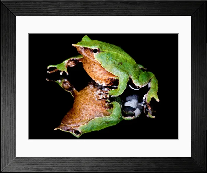 Framed Print : Darwin's Frog Framed Print : Darwin's Frog