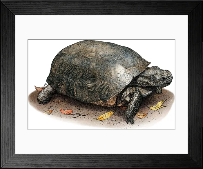 Framed Print : Gopher Tortoise Framed Print : Gopher Tortoise