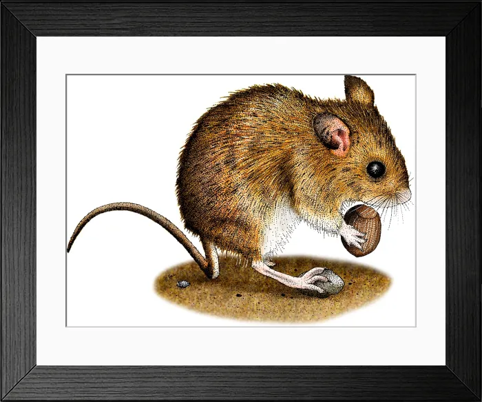 Framed Print : Long-Tailed Field Mouse