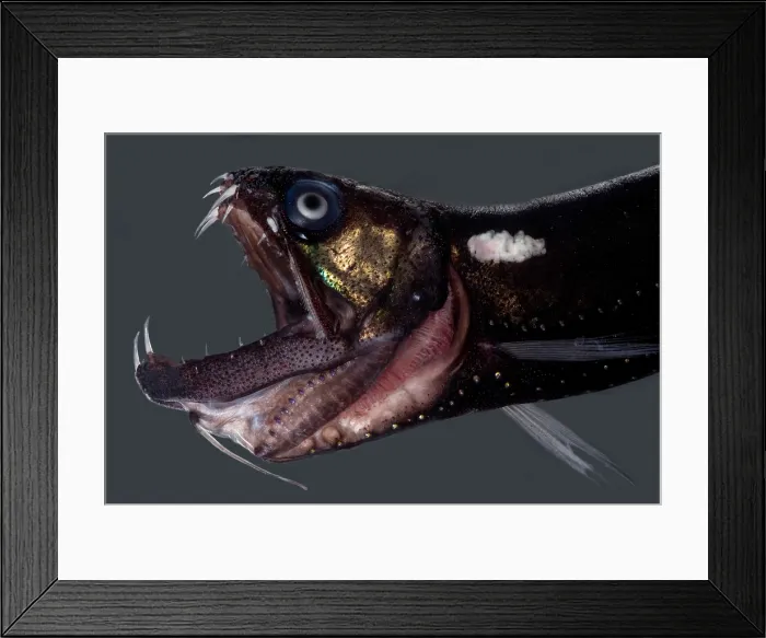 Framed Print : Dragonfish Mouth Framed Print : Dragonfish Mouth