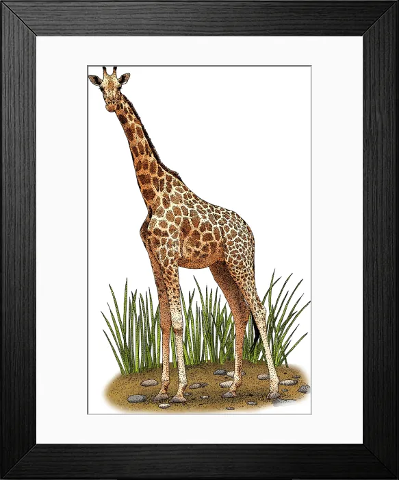Framed Print : Northern Giraffe