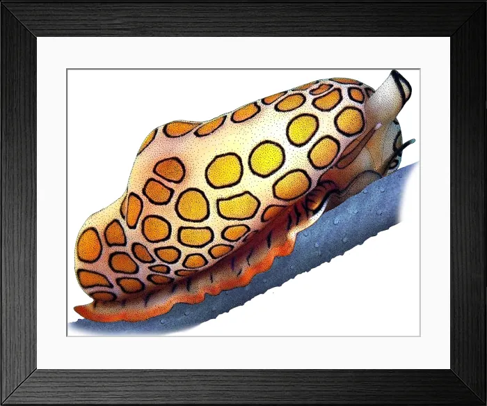 Framed Print : Flamingo tongue snail